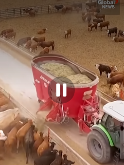 Canada Halts Texas Livestock Over Screwworm Case